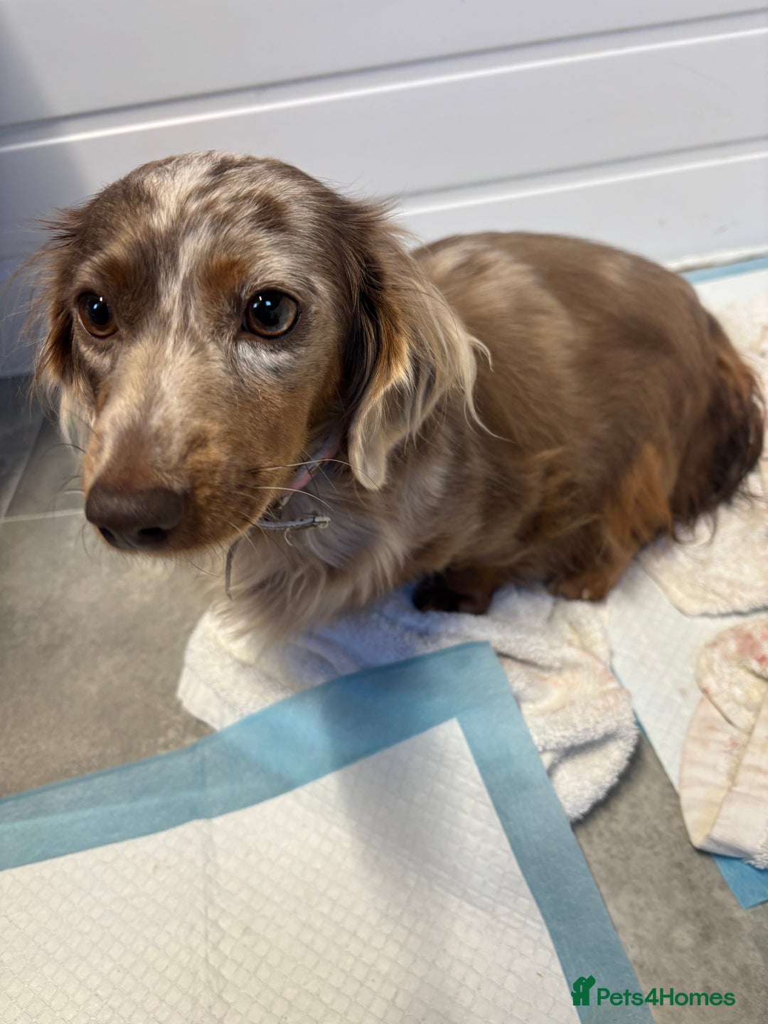 Miniature Dachshund dogs for sale: Beautiful long haired miniature dachshunds - Advert 10