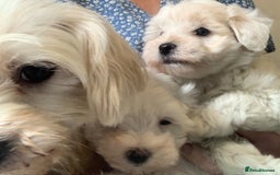Maltipoo dogs for sale: F1 white Maltipoo puppies  - Image 3