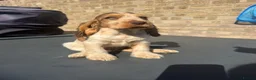 Cocker Spaniel dogs for sale: gorgeous Chocolate roan sable girl🤎 - Advert 1