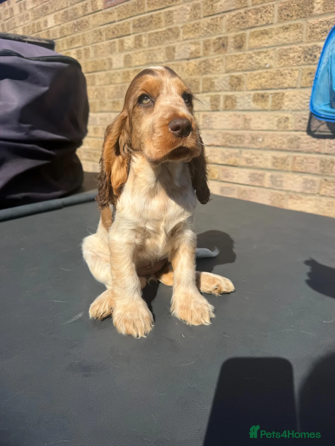 Cocker Spaniel dogs for sale: gorgeous Chocolate roan sable girl🤎 - Advert 1