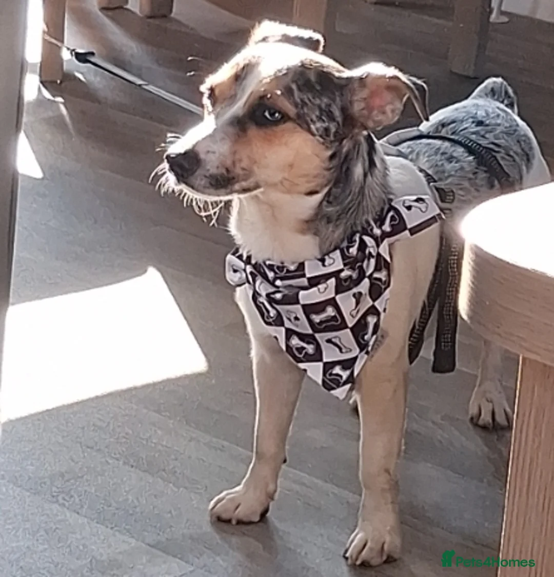 Gallery Image {{count}}