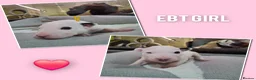 English Bull Terrier dogs for sale: Stunning english bull terrier pups - Advert 35