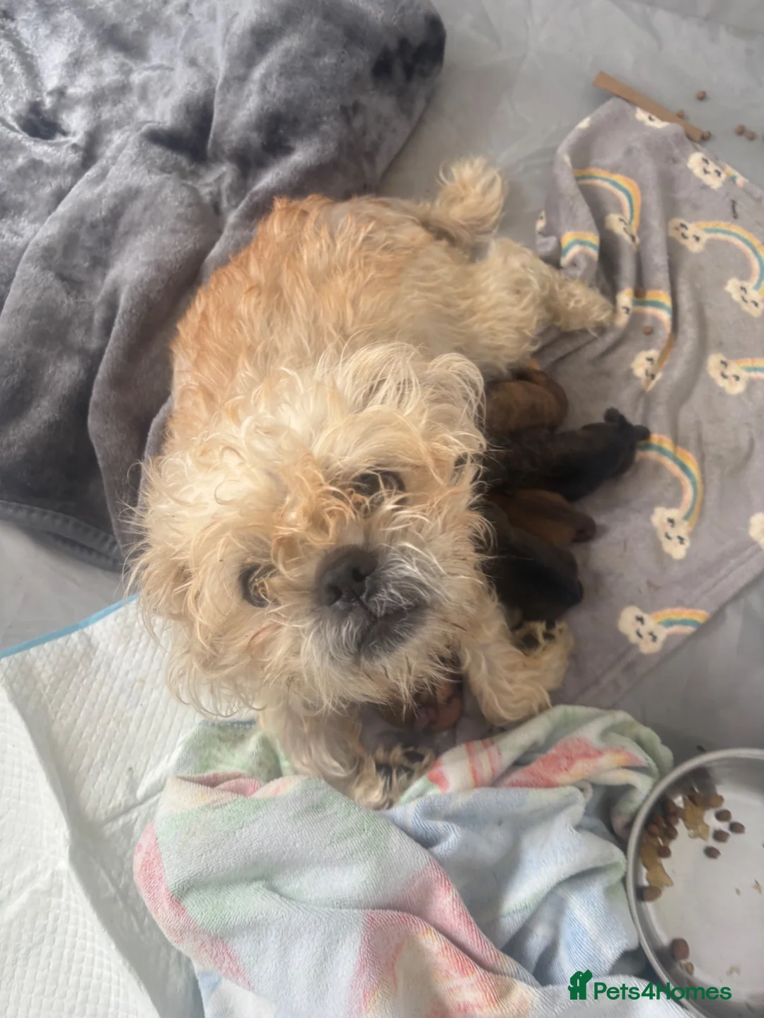 Mixed Breed dogs for sale: 6 dashound mix breed puppies  in Retford - Advert 7