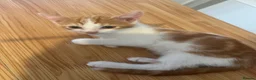 British Shorthair cats for sale: Kittens for sale  - Advert 5