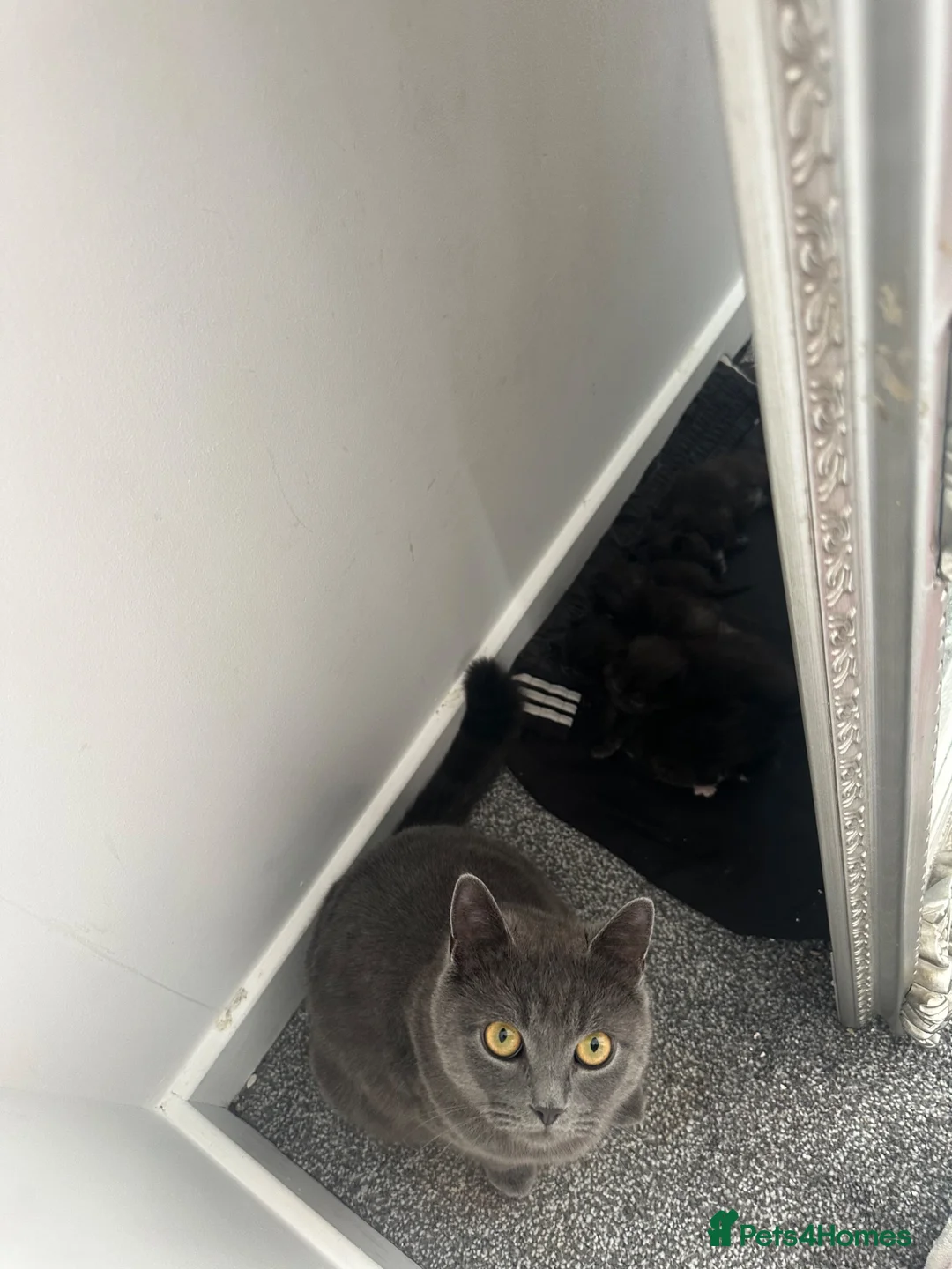 Mixed Breed cats for sale: Beautiful black and white kittens  - Advert 7