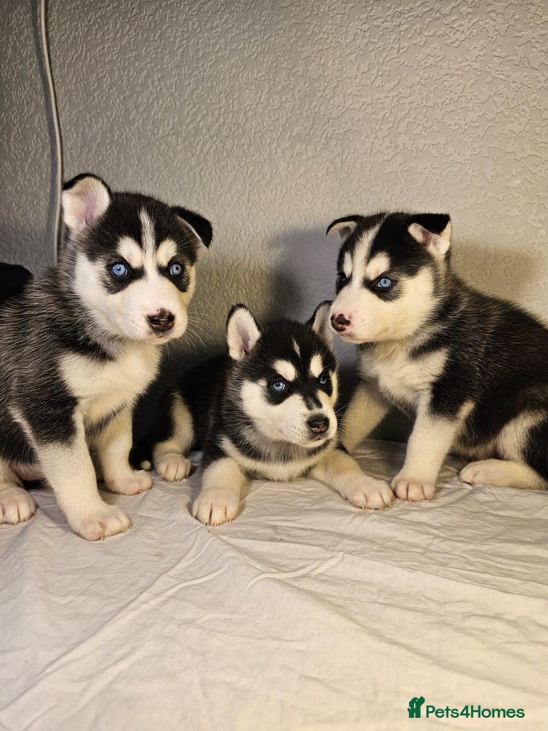 Siberian Husky dogs for sale: Stunning Husky puppies  - Advert 4