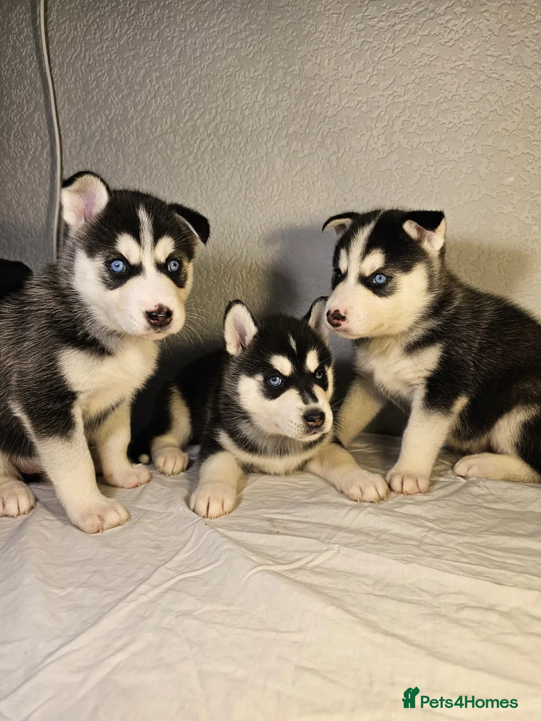 Siberian Husky dogs for sale: Stunning Husky puppies  - Advert 11