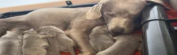 Labrador Retriever dogs for sale: Beautiful KC REG Silver Labrador Puppies  - Advert 17