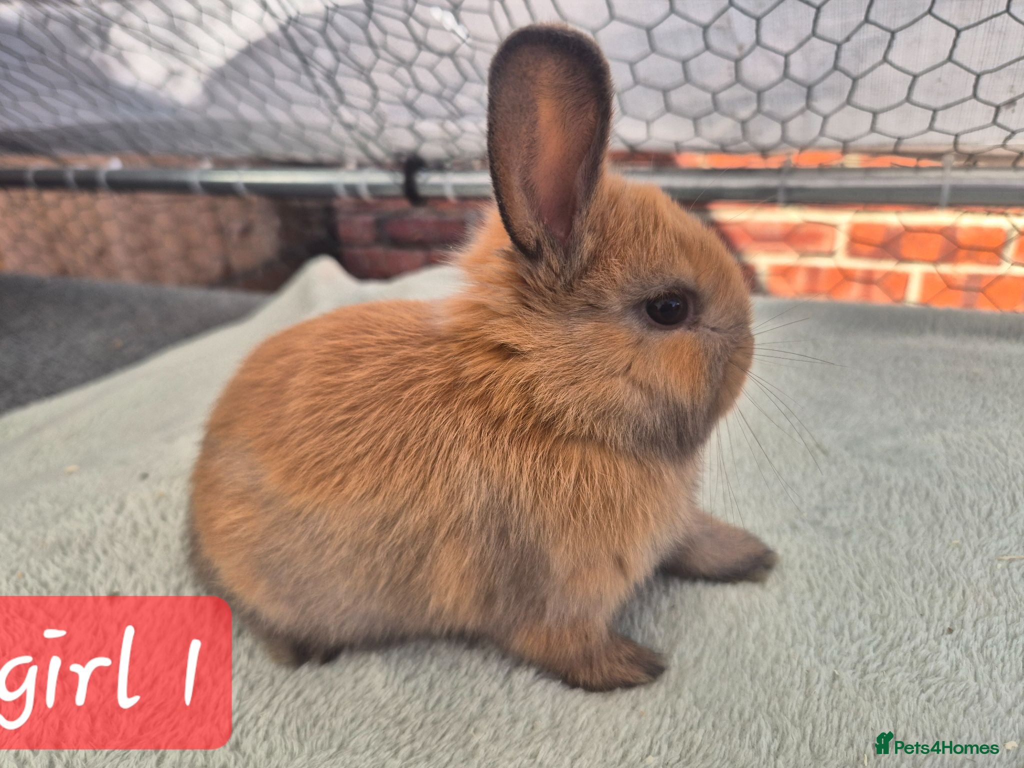 Mini Lop rabbits ❤️  Stunning babies ready to reserve 🐇  - Advert 14
