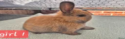 Mini Lop rabbits for sale: ❤️  Stunning babies ready to reserve 🐇  - Advert 1