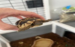 Tortoise reptiles for sale: 2 Hermann tortoises plus enclosure for sale - Image 4