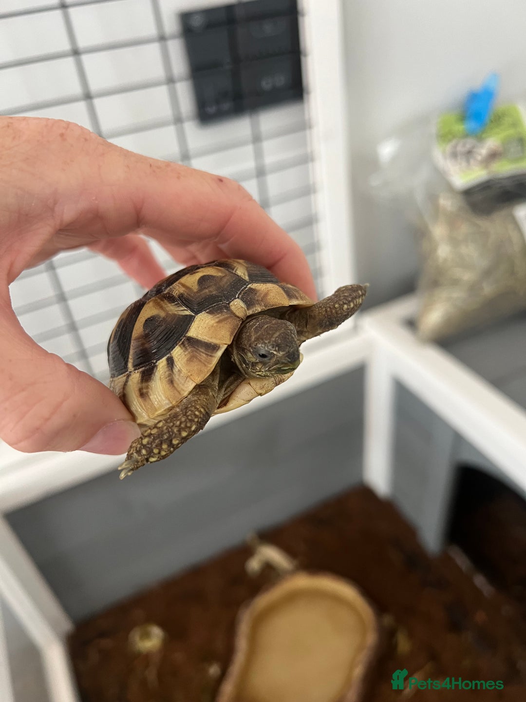 Tortoise reptiles for sale: 2 Hermann tortoises plus enclosure for sale - Image 4