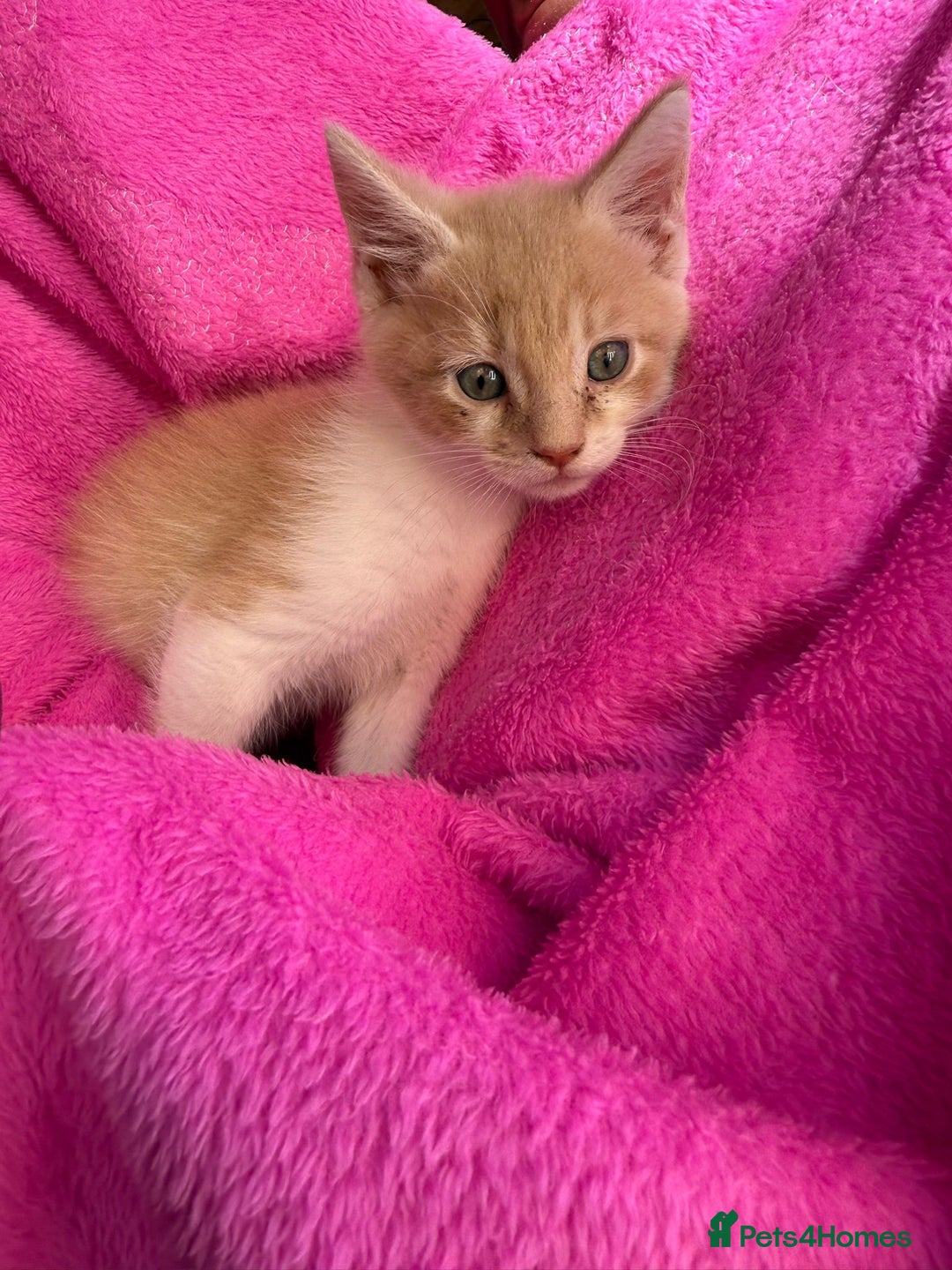 Maine Coon cats for sale: Beautiful Maine Coon Cross Kittens  - Image 10