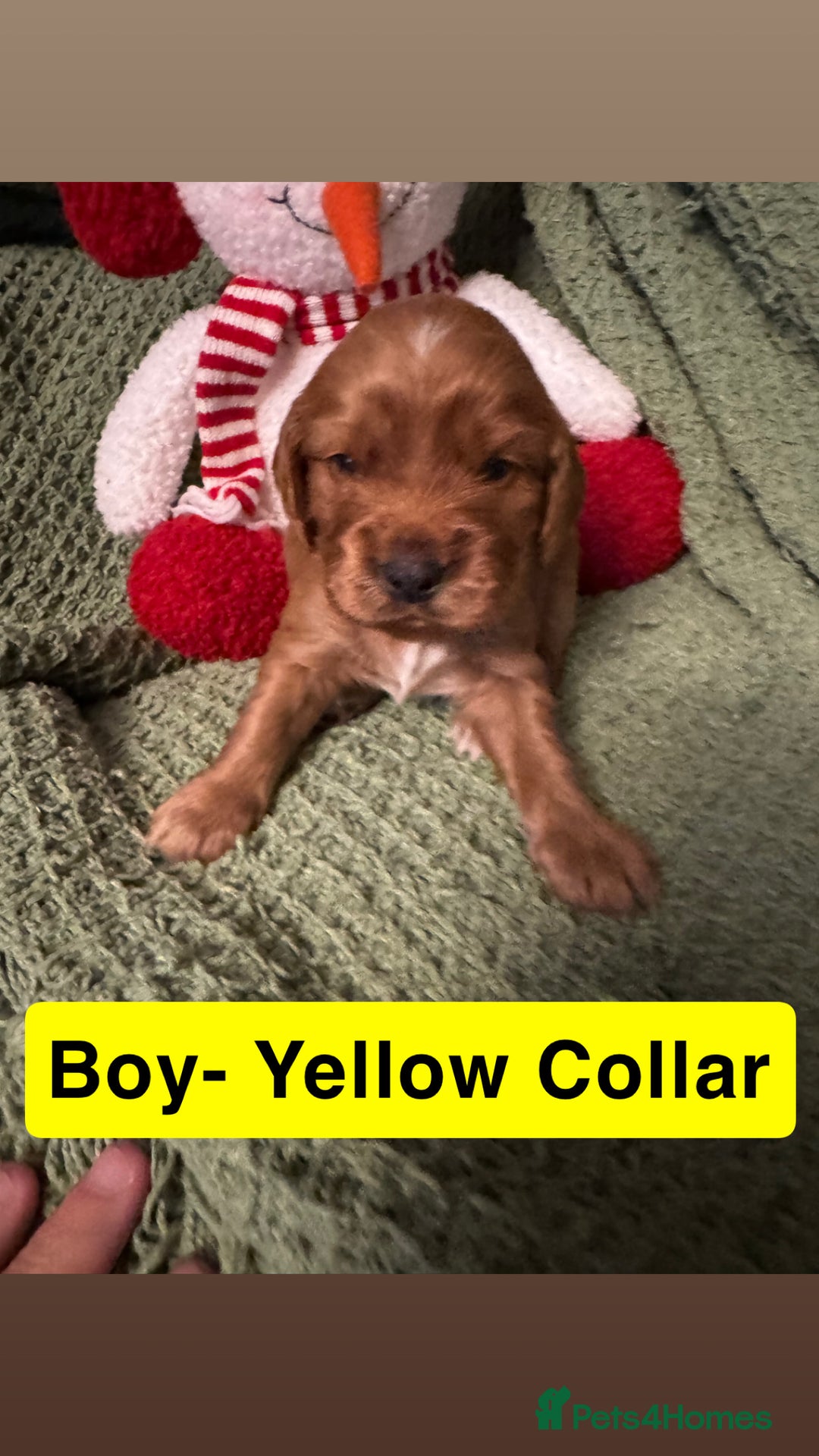 Cockapoo dogs for sale: F2 Cockapoo pups - Advert 33