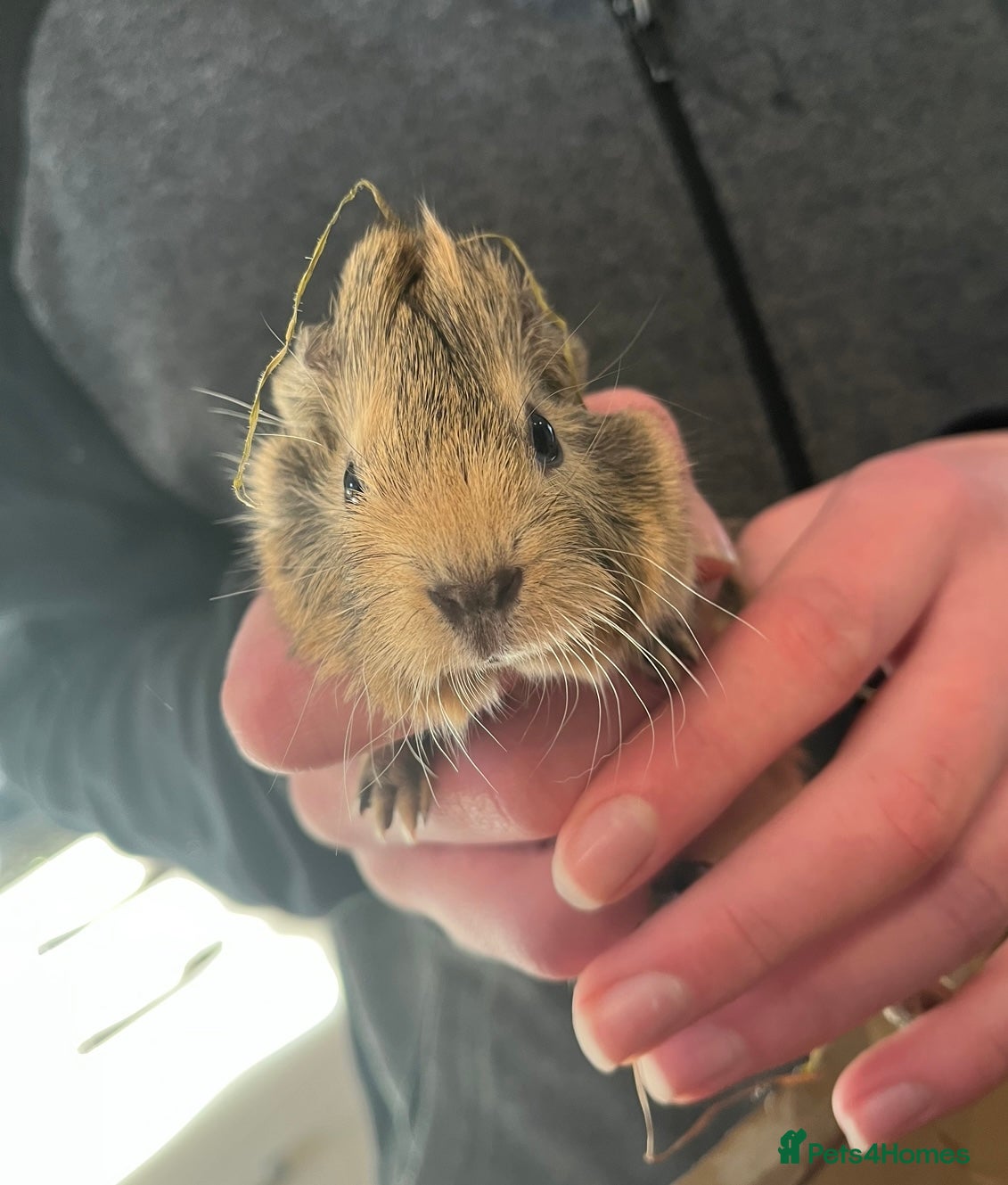Guinea Pig rodents baby teddy and smooth guinea pigs - Advert 19