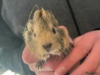Guinea Pig rodents baby teddy and smooth guinea pigs - Advert 19