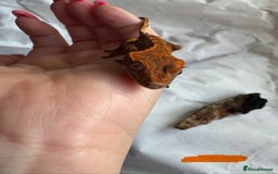 Gecko reptiles for sale: Baby crested geckos  - Image 7