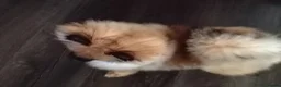 Pomeranian dogs for sale: Pomeranian  in Hebburn - Advert 4
