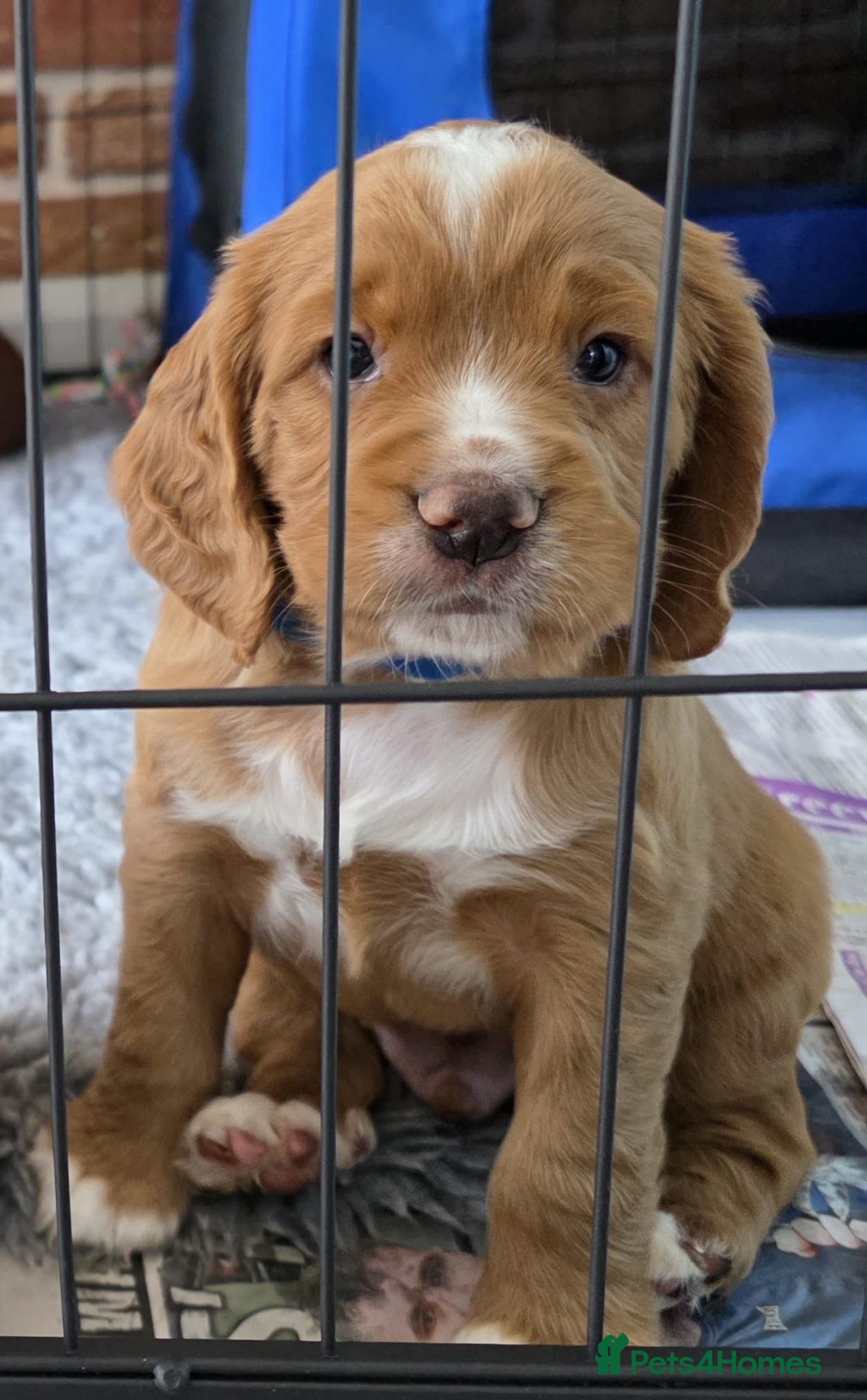 Cocker Spaniel dogs KC Reg Working Cocker Spaniel Puppies – Ready Soon - Advert 1