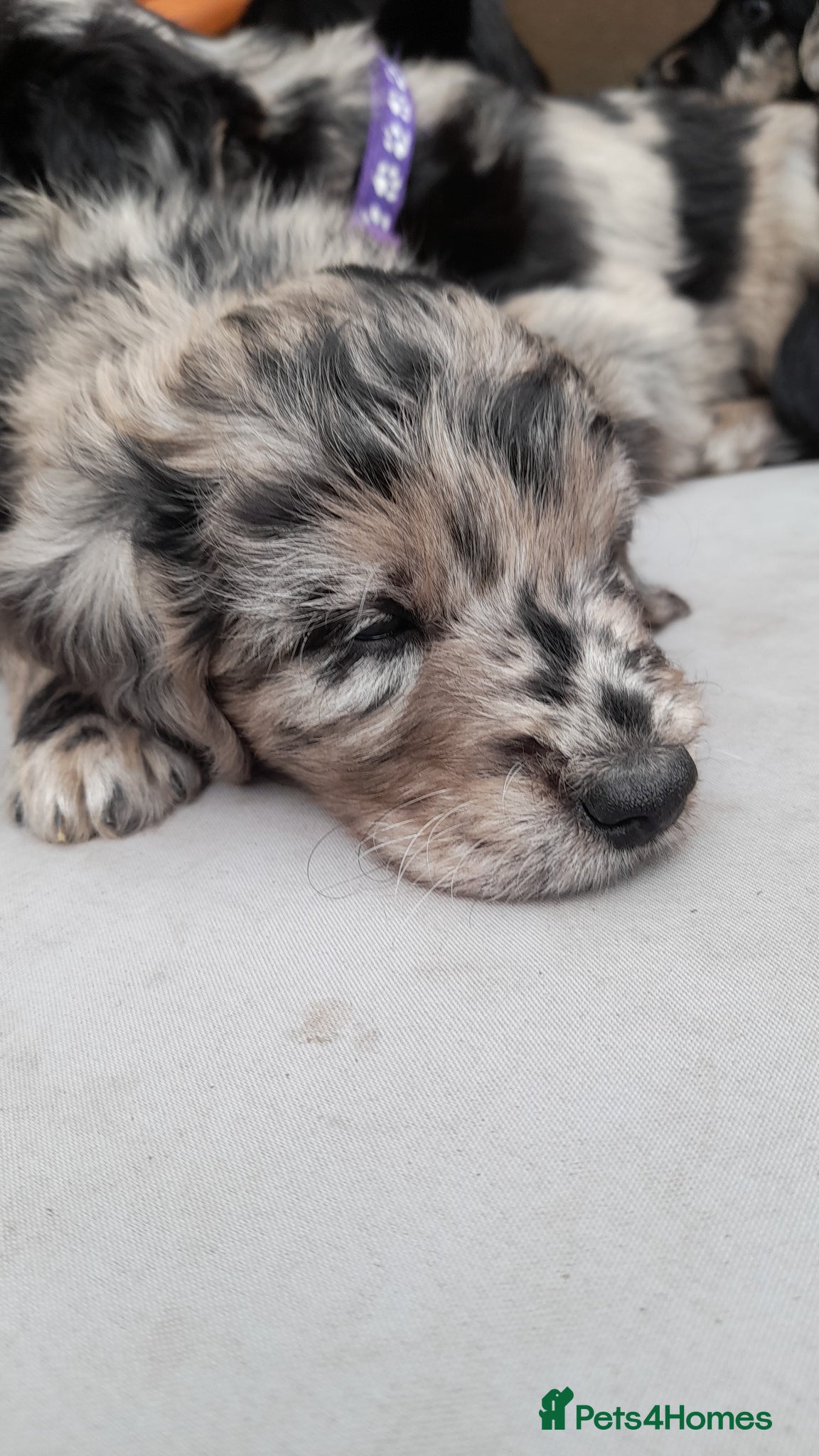 Mixed Breed dogs Beautiful Huntadoodles - Advert 1