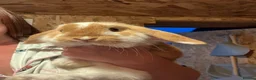Mini Lop rabbits for sale: Two male rabbits  - Advert 2