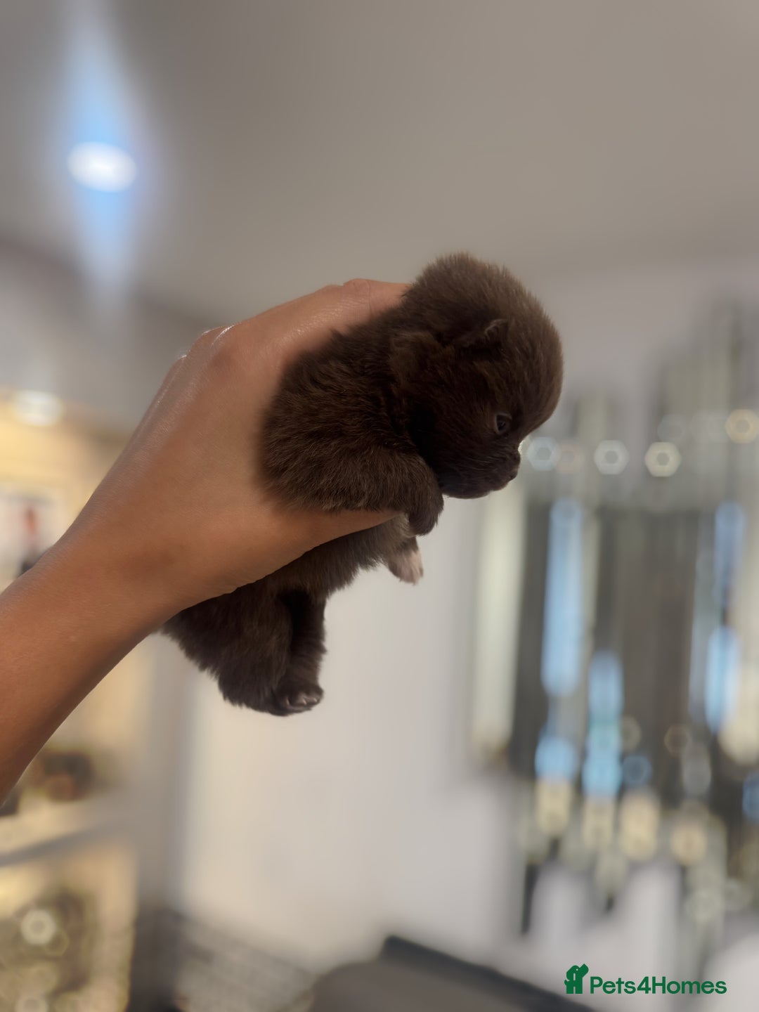 Pomeranian dogs for sale: CHOCOLATE FLUFFY PUPS - Advert 3