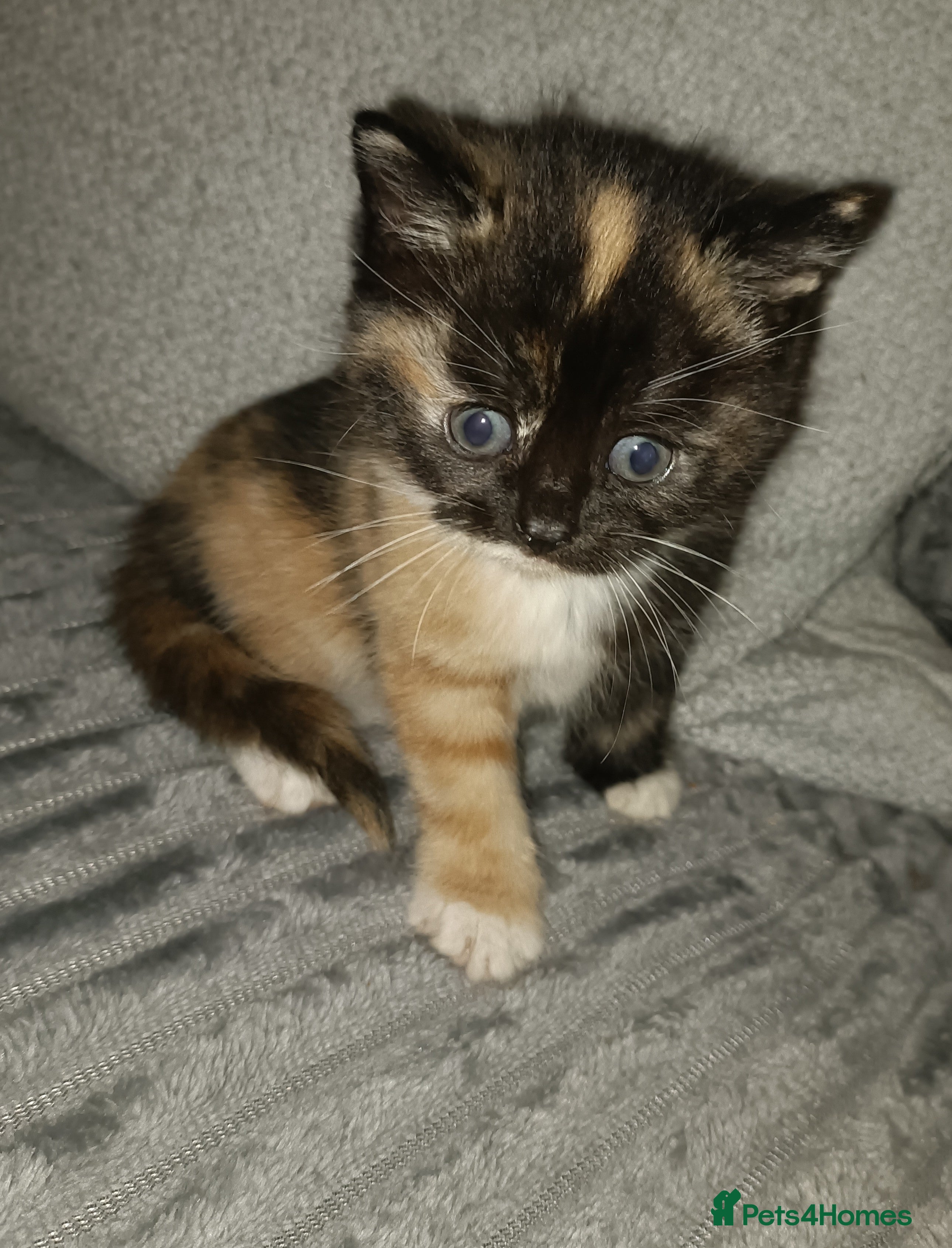 Mixed Breed cats 5 beautiful kittens distinctive markings - Advert 1