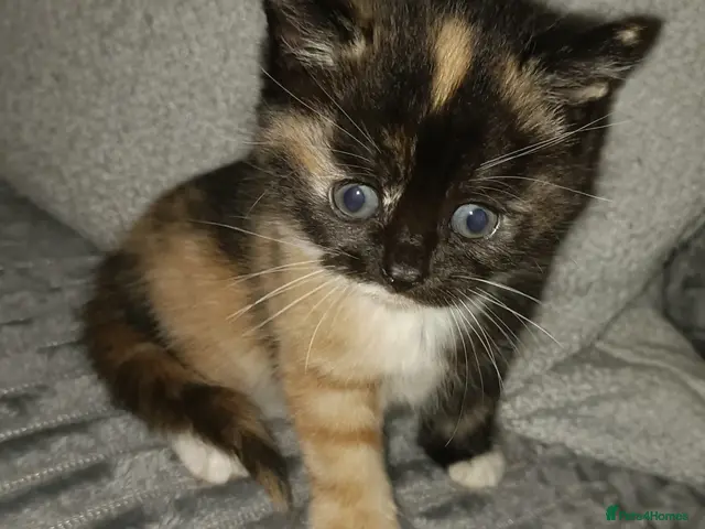 Mixed Breed cats 5 beautiful kittens distinctive markings - Advert 3
