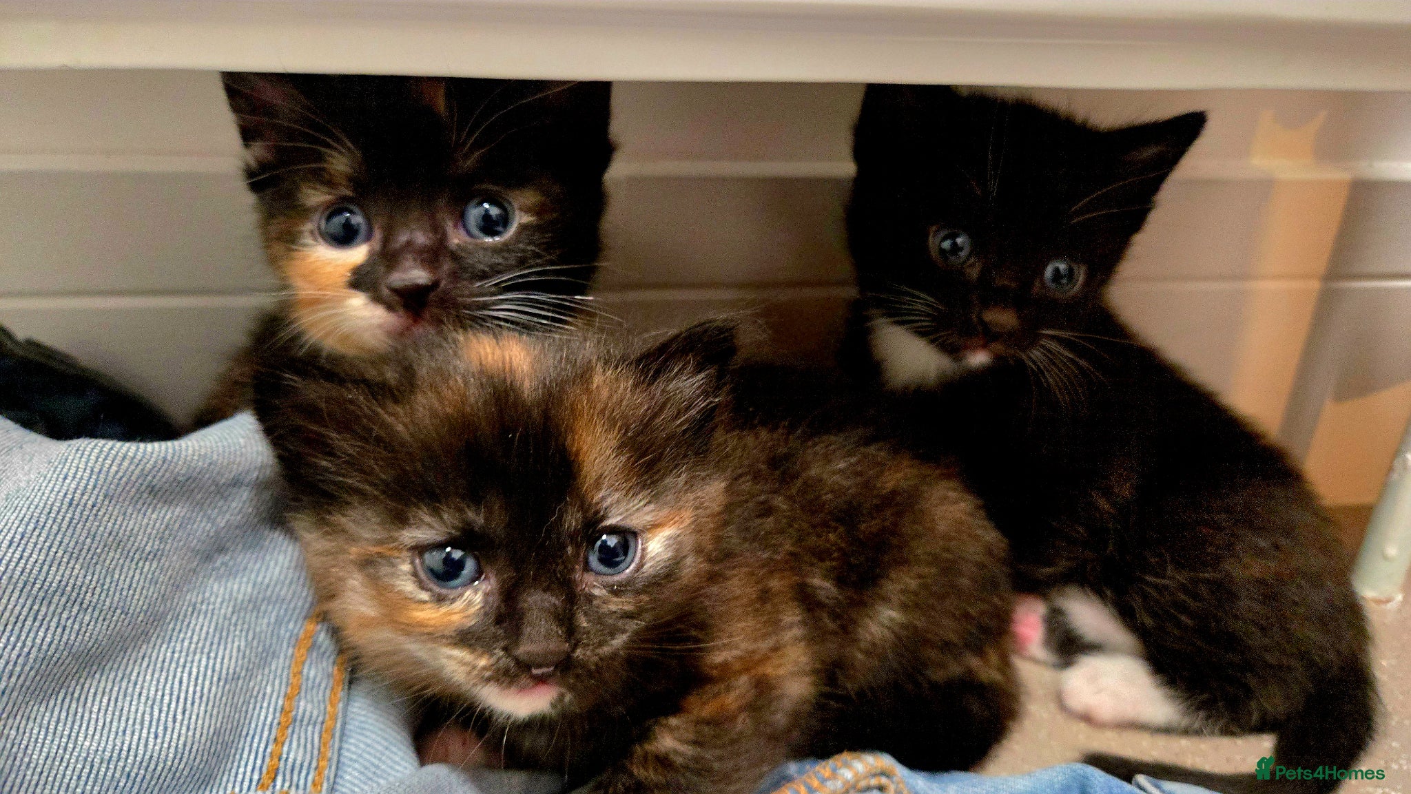 Mixed Breed cats 1 kitten left. - Advert 1