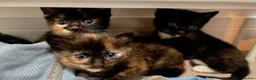 Mixed Breed cats for sale: 1 kitten left. in Haverfordwest - Advert 1