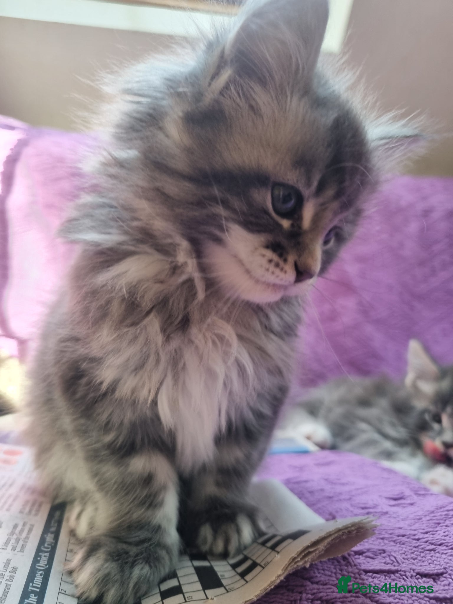 Maine Coon cats Maine Coon Kittens  - Advert 1