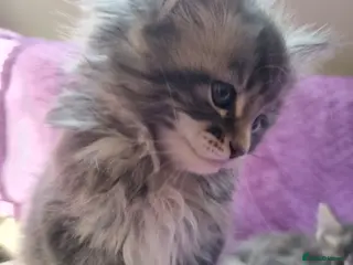 Maine Coon cats for sale: Maine Coon Kittens - Advert 1