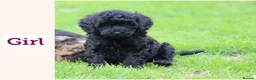 Cavapoo dogs for sale: Beautiful cavapoo puppies for sale  - Advert 32
