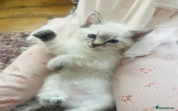 Ragdoll cats for sale: *Update- Only 1 left!* Gorgeous Ragdoll kittens!  - Image 2