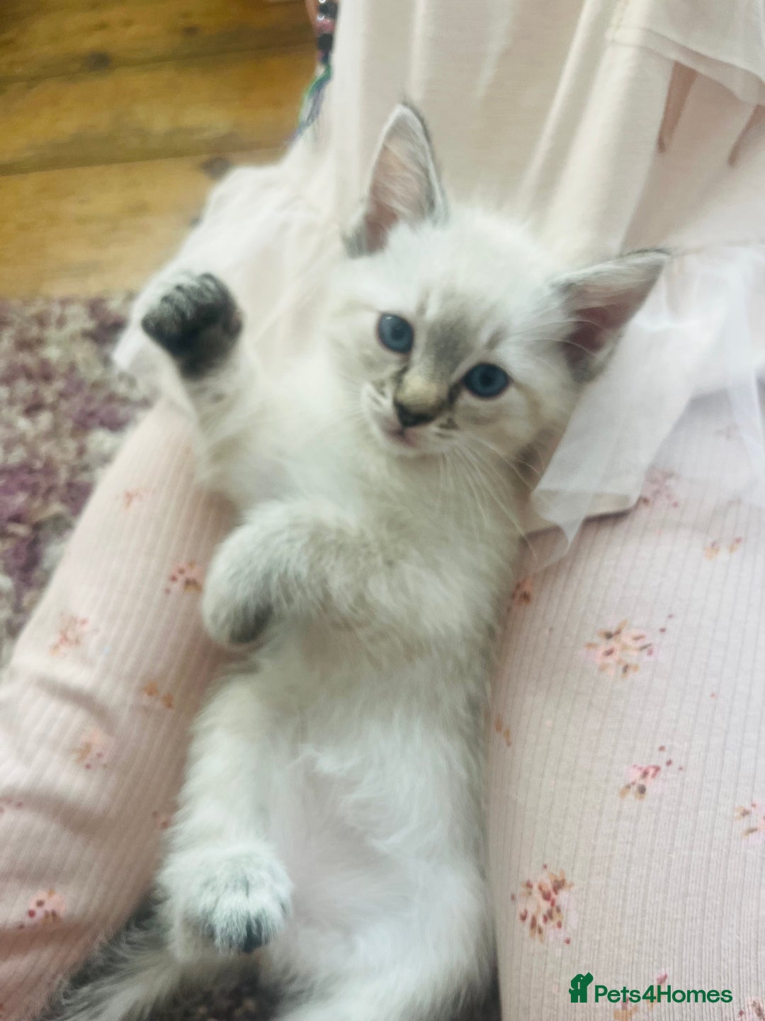 Ragdoll cats for sale: *Update- Only 1 left!* Gorgeous Ragdoll kittens!  - Image 2