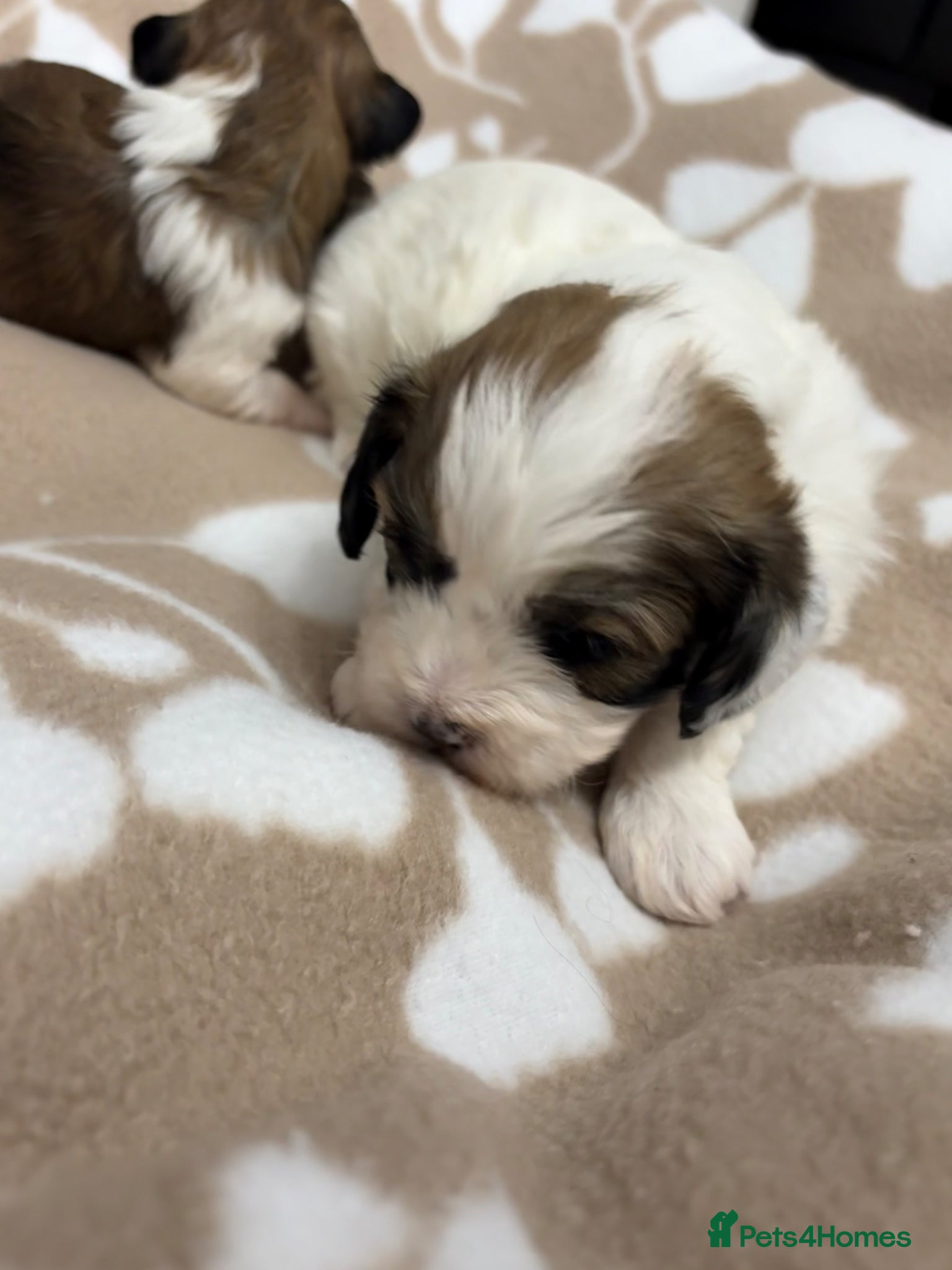 Havanese dogs Beautiful KC Registered Havanese Puppies - Advert 2