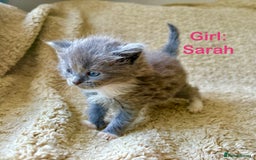 Exotic cats for sale: READY Silver Tabby cross exotic Fur Babies - Image 2
