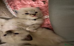 Ragdoll cats for sale: 6 ragdoll kittens  - Image 26