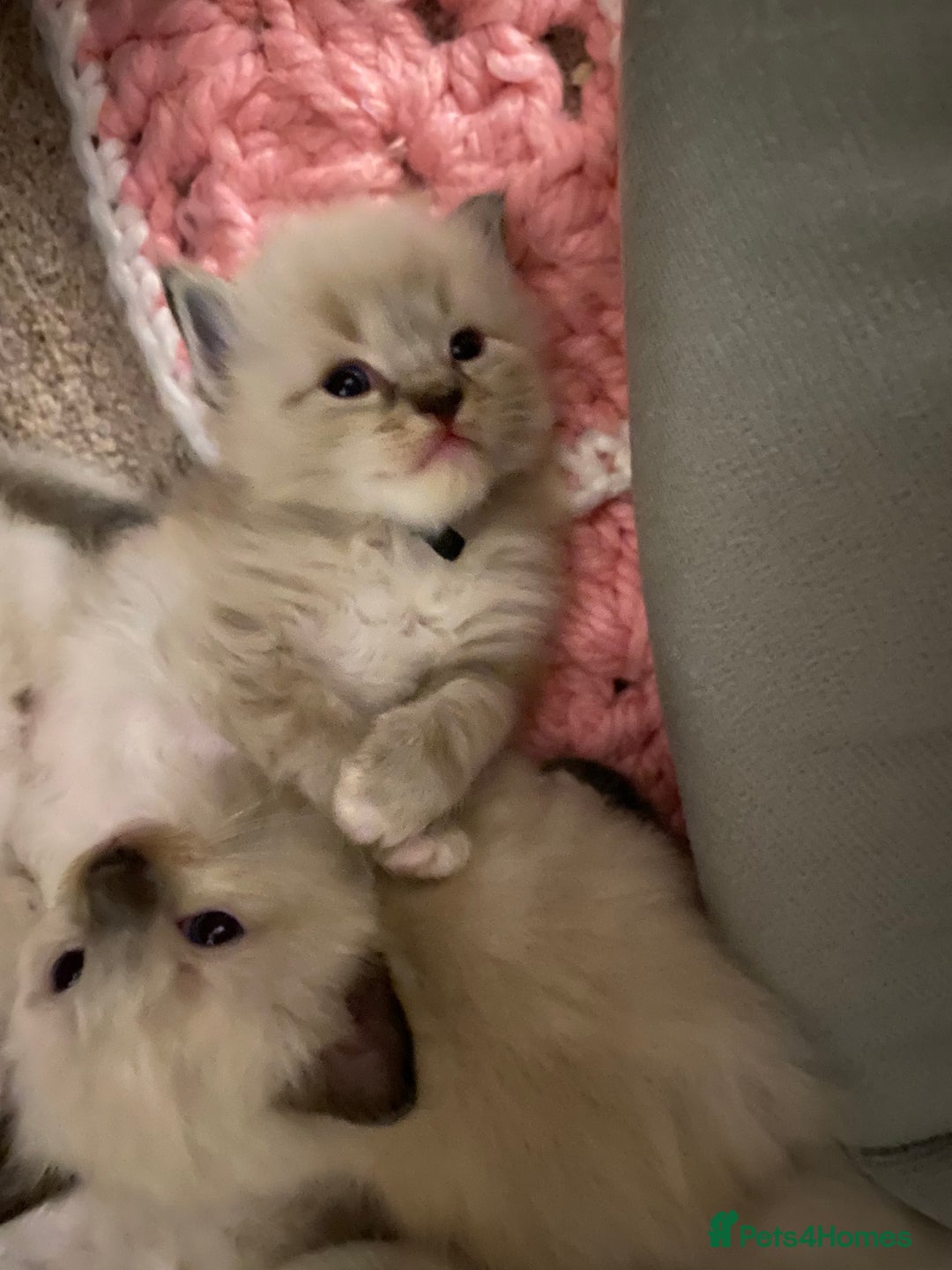 Ragdoll cats for sale: 6 ragdoll kittens  - Image 26