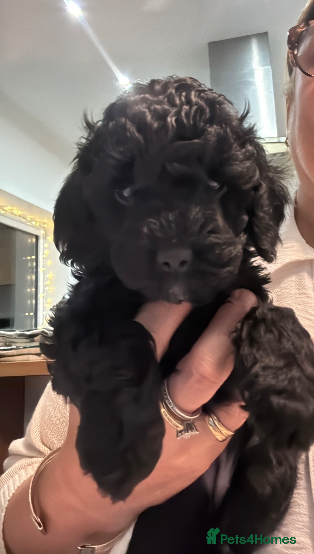 Cockapoo dogs Only one beautiful black boy available to view - Advert 2