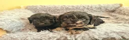 Cockapoo dogs for sale: Cockapoo puppies - Advert 7