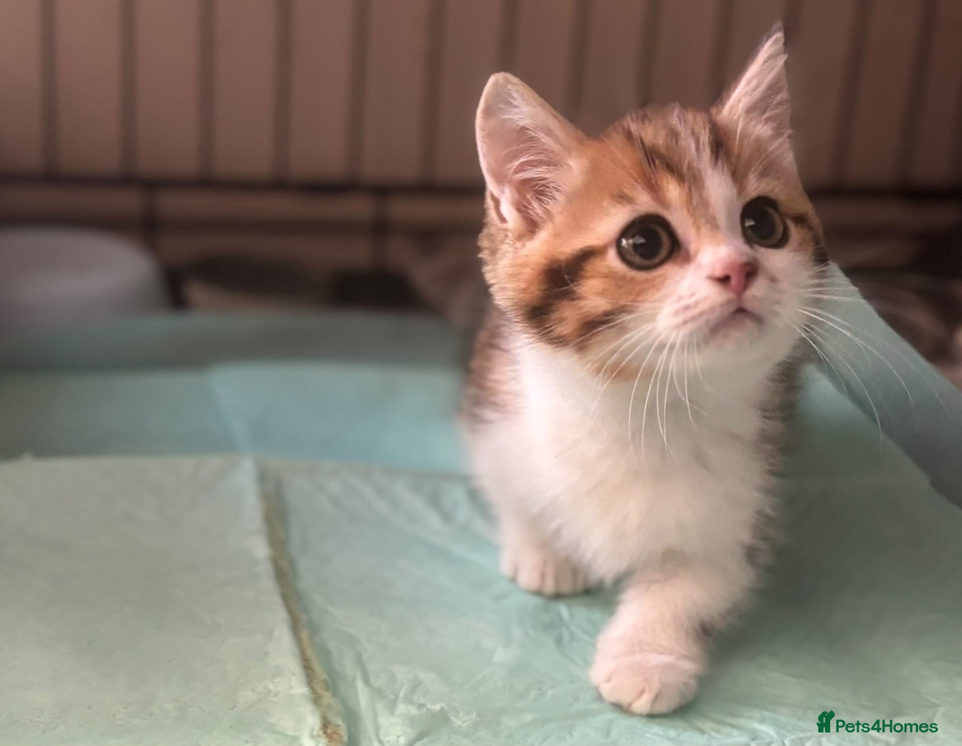 Munchkin cats Full Pedigree Munchkin Kittens - Advert 1