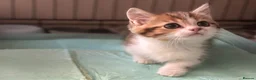 Munchkin cats for sale: Full Pedigree Munchkin Kittens - Advert 4