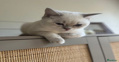 British Shorthair cats - Advert 4