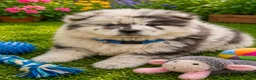 Chow Chow dogs for sale: Beautiful Chow Chow Puppies  in Rotherham - Advert 1