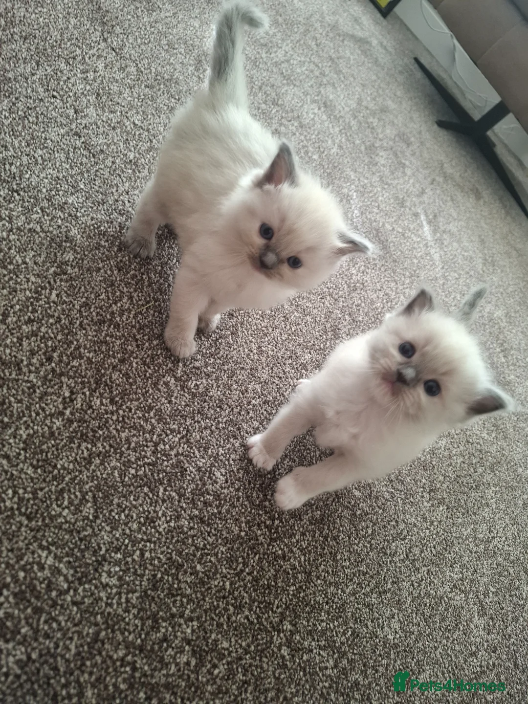 Ragdoll cats for sale: Beautiful playful Ragdolls in Walsall - Advert 2