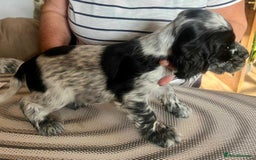 Cocker Spaniel dogs for sale: Pedigree KC show Cockers ready now  - Image 3