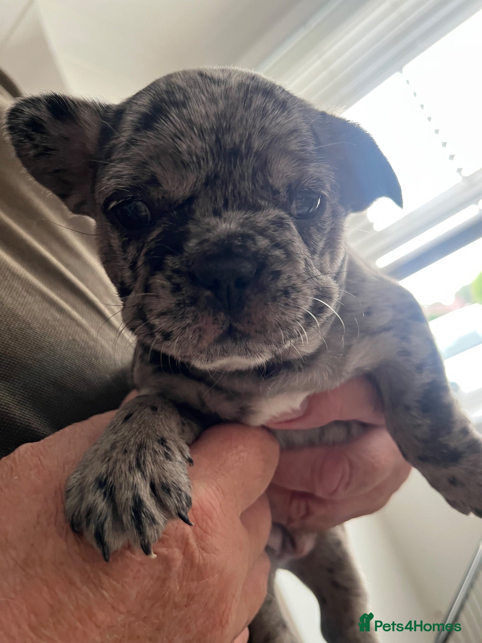 French Bulldog dogs Beautiful merle French bulldog puppies - Advert 14