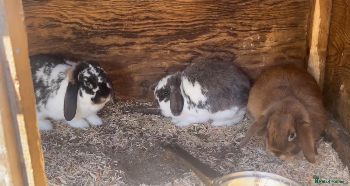 Mini Lop rabbits Selection of mini lops - Advert 4