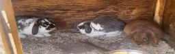 Mini Lop rabbits for sale: Selection of mini lops - Advert 3
